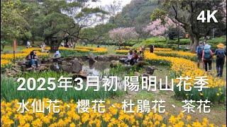 陽明山花季 2025年3月初 賞水仙花、櫻花、杜鵑花、茶花  | 4K