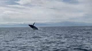 Humpback Whales Breaching Many Times in the Salish Sea near Vancouver, Canada