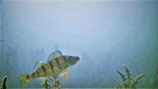 Jigging Jumbo Perch And Walleye! *Northern Wisconsin*