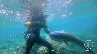 Exploring The Underwater World In Pohnpei: Spearfishing Adventure Episode 1