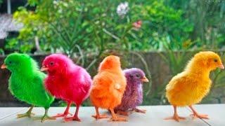 World Cute Chickens, Colorful Chickens, Rainbow Chickens, Razi Ali Vlogs