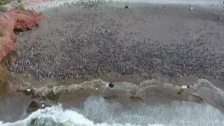 Stunning Footage: Argentine penguin hordes gather to breed