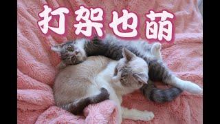 怎么猫咪打架也那么可爱呀 cute cats fighting/playing