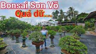 Tuyển chọn Bonsai hàng chuẩn đẹp vườn Sơn Võ Bến Tre giao lưu ngày 22/06/2024