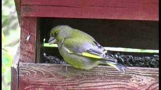 GRÖNFINK European Greenfinch  (Chloris chloris)  Klipp - 148