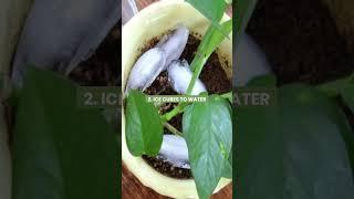 6 Strange Plant Tricks for Clever Gardeners #gardener #shorts #youtubeshorts