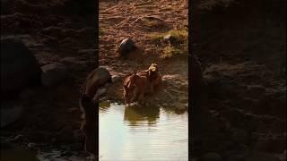 Mama letting her cub play and drink water from her mouth  #shorts #viral #lion #youtubeshorts