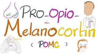 Pro-opio-melano-cortin (POMC), Melanocytes Stimulating Hormone (MSH), Skin Pigmentation - Endocrine