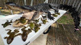 Alligator and Bullfrogs Catch & Cook (Cajun￼ fried BlueGabe Style)