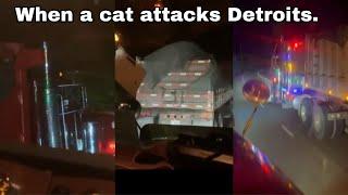 When a cat attacks Detroits.