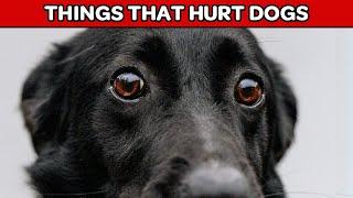 16 Ways You Could Be Hurting Your Dog Without Realizing!