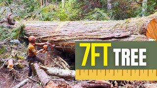Big 7 foot Cedar on the Bottom Line