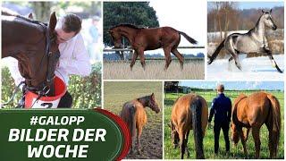 Die Bilder der Woche #galopp KW35