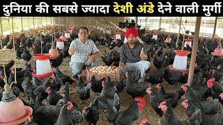 देशी अंडे का भयंकर उत्पादन इस फार्म पे | Black Australorp | Highest Brown Egg Production