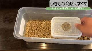 お金をかけずにヘビを飼う