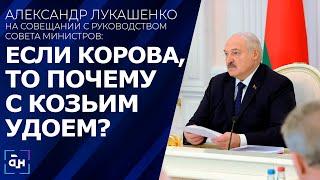 Лукашенко потребовал повысить продуктивность и снизить падеж крупного рогатого скота. Панорама