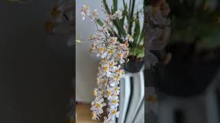 Onc. Twinkle  Tsiku Marguerite  #orchids #oncidium #plants
