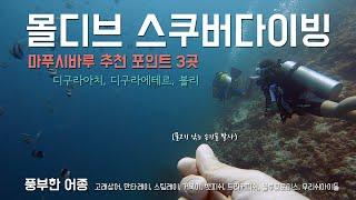 [바다탐험] 몰디브 스쿠버다이빙 마푸시바루 추천 포인트