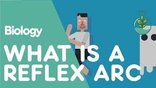 What is a Reflex Arc | Physiology | Biology | FuseSchool