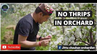 NO THRIPS IN ORCHARD/JITTU CHAUHAN