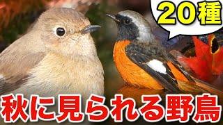 秋の自然が楽しくなる！豊かな野鳥たちをじっくり解説します！