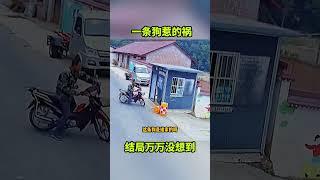 一条狗惹的祸，结局万万没想到！#搞笑视频 #搞笑配音