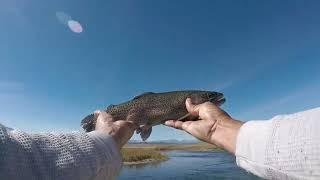 Fishing the Upper Owens River at Brown's Campground