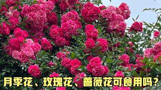 玫瑰花、月季花、蔷薇花都是可以吃的吗？安排！