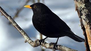 Suara Burung Malam Common Blackbird Turdus Mersula