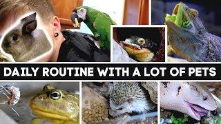 Daily Pet Care Routine! (I have a lot of pets)