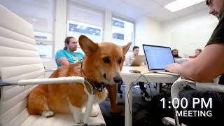 A Day in the Life of a Corgi Software Engineer