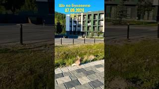 Пара голубів / Погода в Буковелі / Bukovel weather #morningmusic #ukrainianmusic #acapella #duet