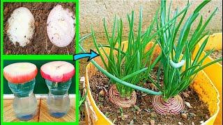 The fastest way to grow Onions from bulbs?