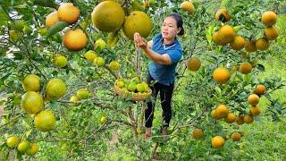 Cook Instant Noodles with Eggs - Pet Care: Harvest Oranges to sell at the market | Trieu Mai Huong.