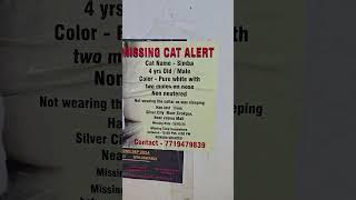 Missing Cat Alert ️ Simba in Zirakpur