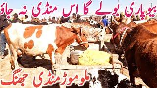 Today Malumor Cow Mandi Video | Australian Friesian Cholistani Cow || Mandi Star