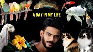 A Day In My Life With Pets | Malayalam vlog | #malayalam