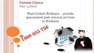 Same Day Pest Control Brisbane