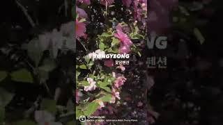 통영 꽃담펜션 #통영여행 #경남여행 #경남펜션 #통영펜션 #꽃담펜션 #동백꽃 #동백꽃예쁜장소
