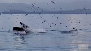 NCL Encore Whale Watching Icy Strait Point