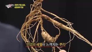 우수재배 인증 받은 ‘착한 산양삼’ 은 역시 다르네!_채널A_먹거리X파일 136회