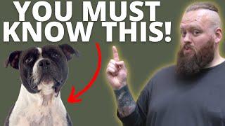 3 THINGS TO KNOW BEFORE GETTING A STAFFORDSHIRE BULL TERRIER