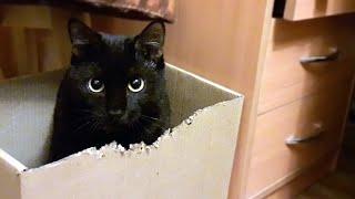 Funny animals. The cat Meetya nibbles on a cardboard