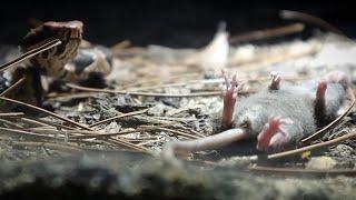 Pit Viper's Feeding on Live Prey CRAZY FOOTAGE! 16 Different Viper's | WARNING