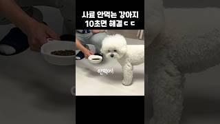 강아지가 사료 안 먹을 때 이렇게 해보세요