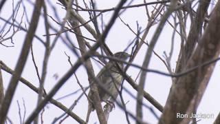 Bare-Throated  Bellbird    -     Procnias nudicollis