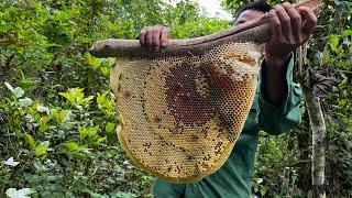 Cuộc Sống Khai Thác Mật Ong Rừng Hành Trình Đầy Mạo Hiểm | Ong Rừng Đông Bắc