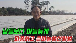 겨울철 마늘밭에 물을가득주는이유4가지.효과효능! 부직포덮은마늘과 부직포덮지않은마늘 차이.마늘농사물관리중요성