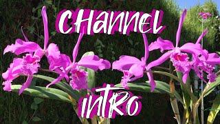 NEW! Channel Welcome Video  Welcome to Ninja Orchids! I hope you Stay 🫶 #ninjaorchids