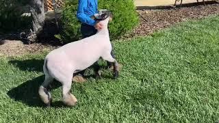 Ott Club Lambs Virtual Customer Appreciation Junior Show - Grand Champion Ewe